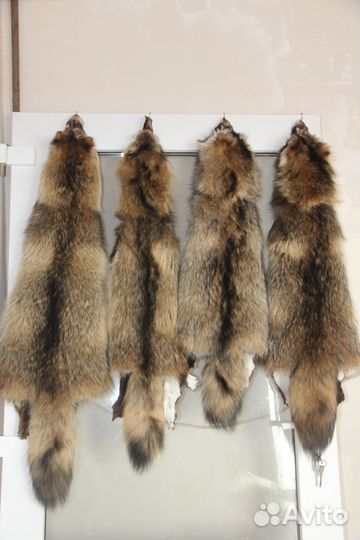 Шкура енота