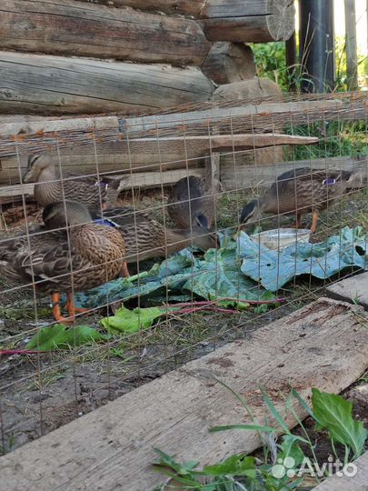 Продам подсадных уток