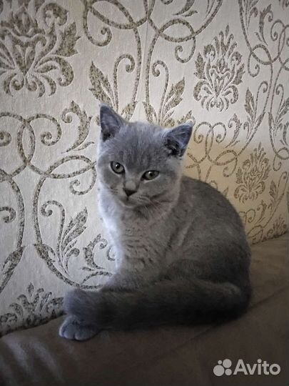 Британская кошка