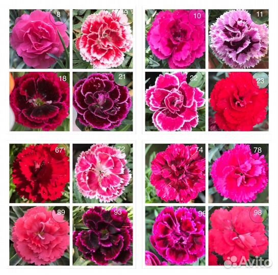 Гвоздика низкорослая,черенки