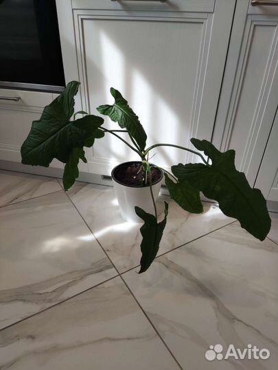 Сингониум Австралия