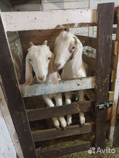 Козочка нубийка, и козлики нубийских кровей