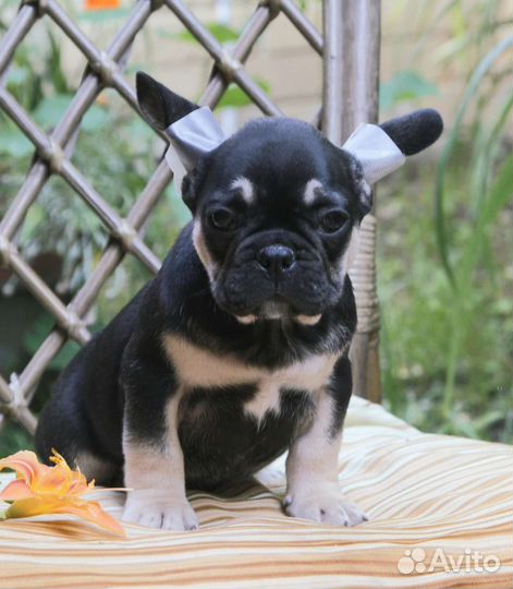 Щенок французского бульдога