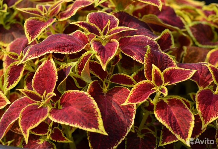 Колеусы вегетативные.Часть3