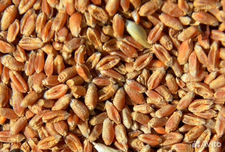 Зерно пшеница ячмень 10 р