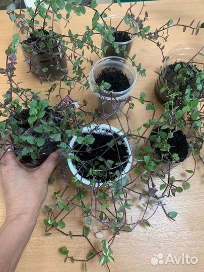 Цветы в наличии