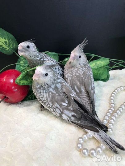 Выкормыши попугаев