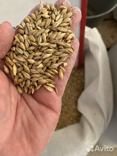 Ячмень урожай 2023