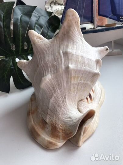 Ракушка раковина морская cassis