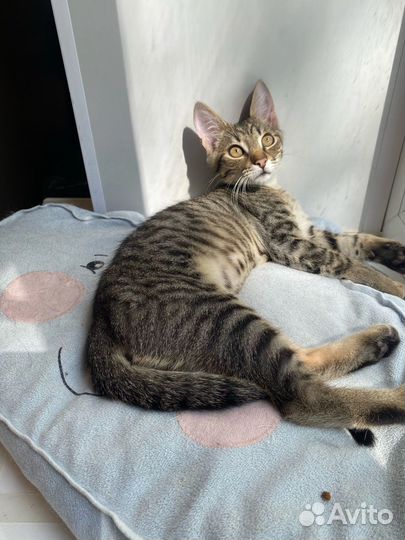 Котенок