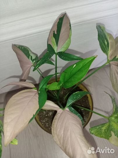 Сингониум ред спот триколор