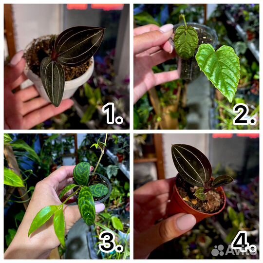 Комнатные растения 1 часть