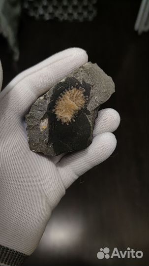 Окаменевшая мшанка