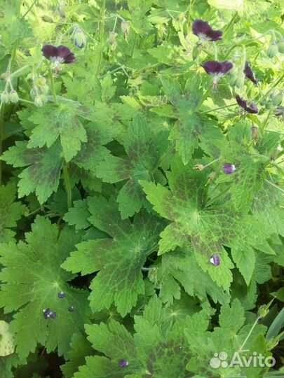 Герань садовая многолетняя