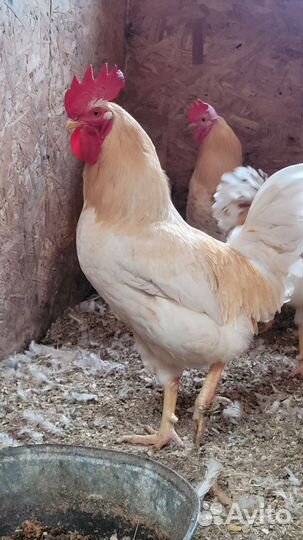 Петухи Ломан Браун, 2,5 года