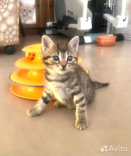 Котенок