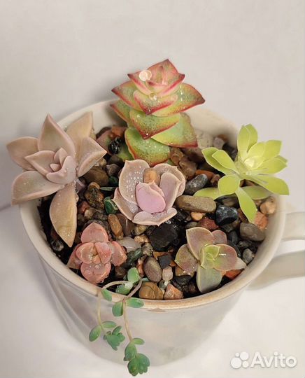 Композиции из суккулентов
