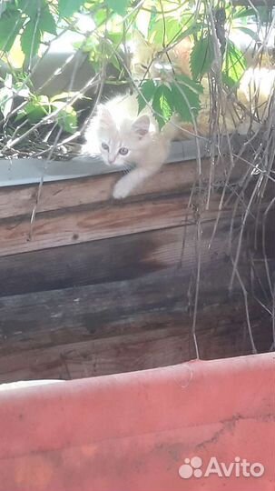 Котята в добрые руки бесплатно