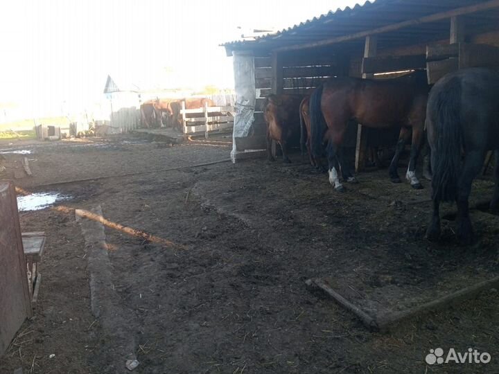 Продаётся крс, сельхоз техника