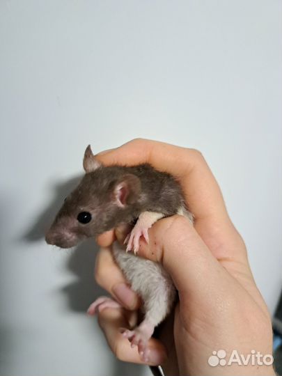 Крысята ручные кучерявые Рэкс и дабл рекс