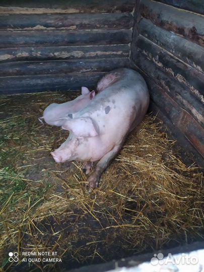 Продам свиноматку