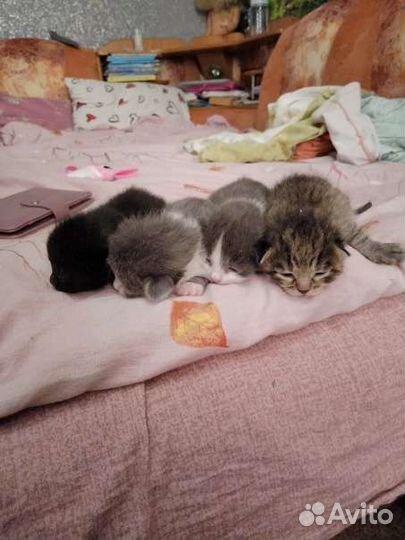 Кошка в дар бесплатно