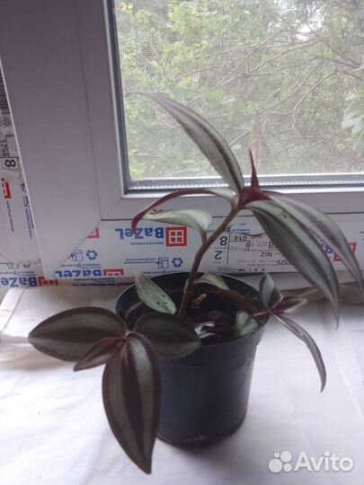 Бегония и традисканция.лиана