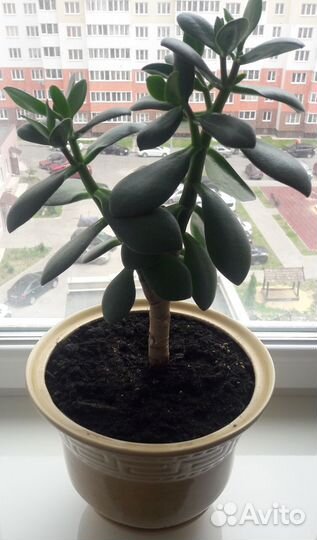 Толстянка (денежное дерево)