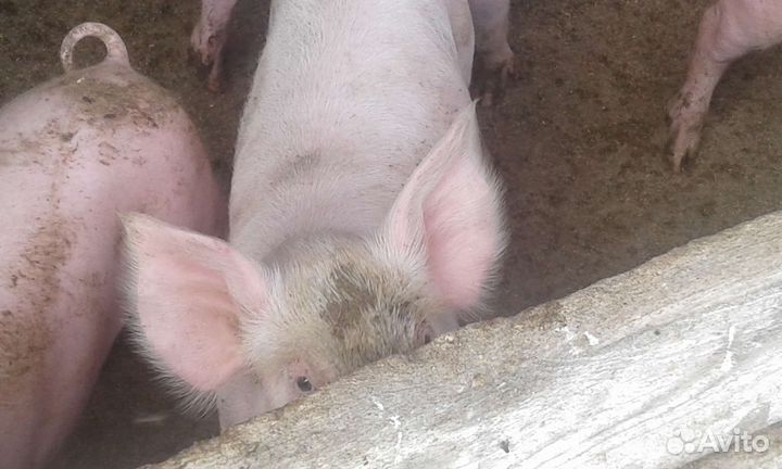 Поросята крупная белая