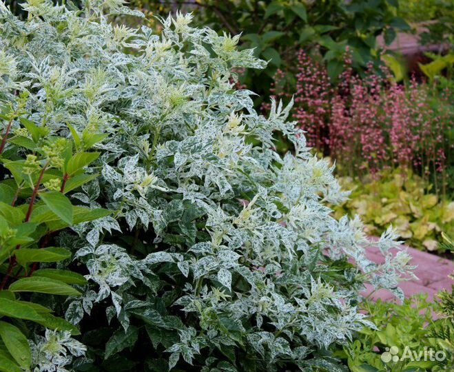 Бузина черная Pulverulenta - многолетнее растение