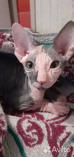Продам кошечку Сфинкса 2.5 месяца