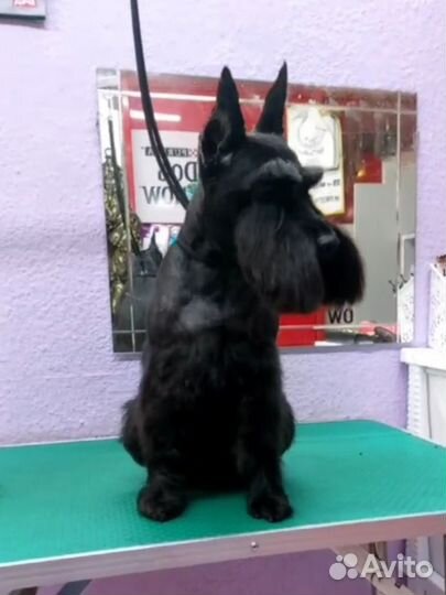 Стрижка собак и кошек