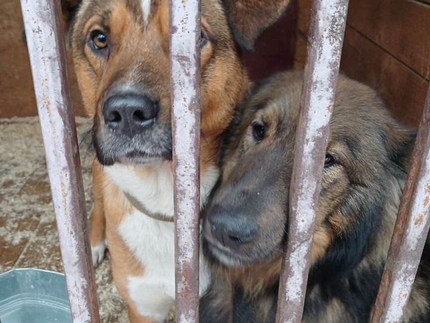 Несчастным собакам холодно в приюте