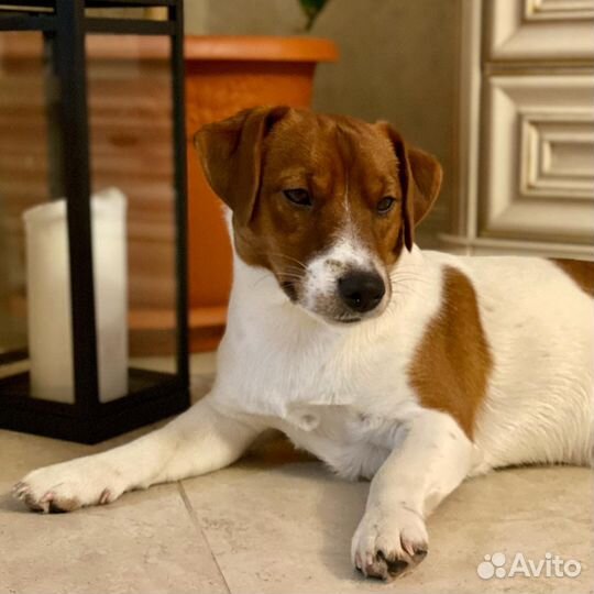 Кобель для вязки Джек Рассел терьер