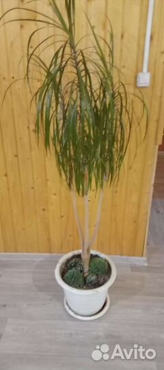 Драцена маргината пальма