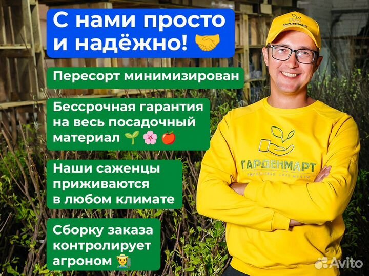 Саженцы вишни, опт