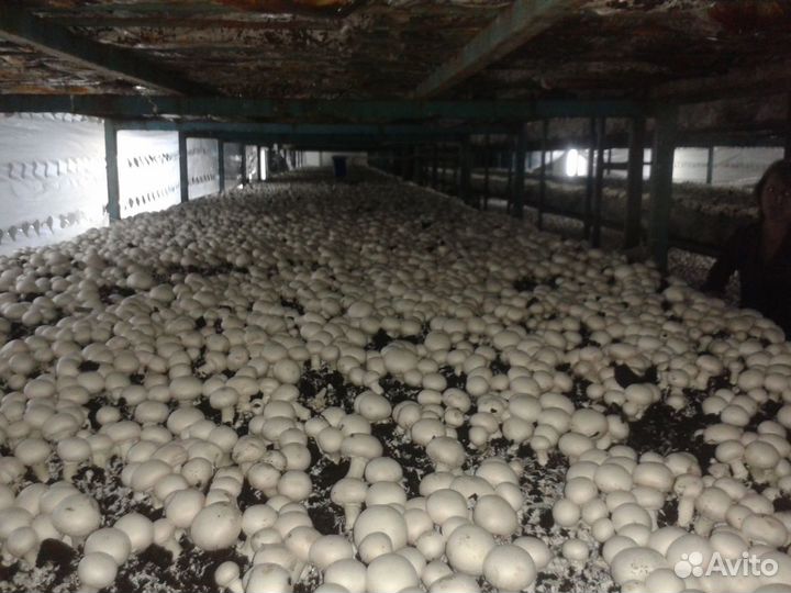 Грибной компост в мешках