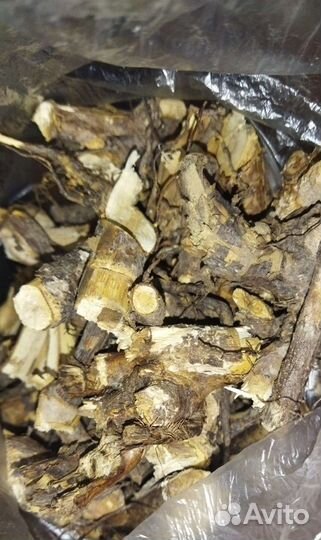 Корень шиповника