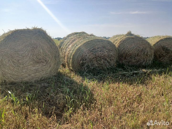 Продам сено в рулонах