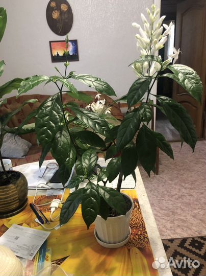 Уайтфельдия