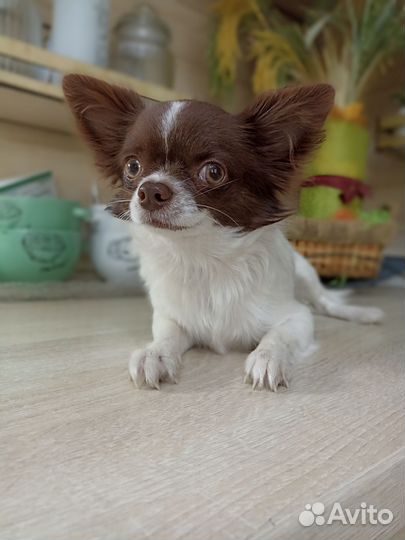 Девочка-мини