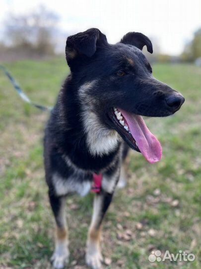 Собака в добрые руки отдам бесплатно