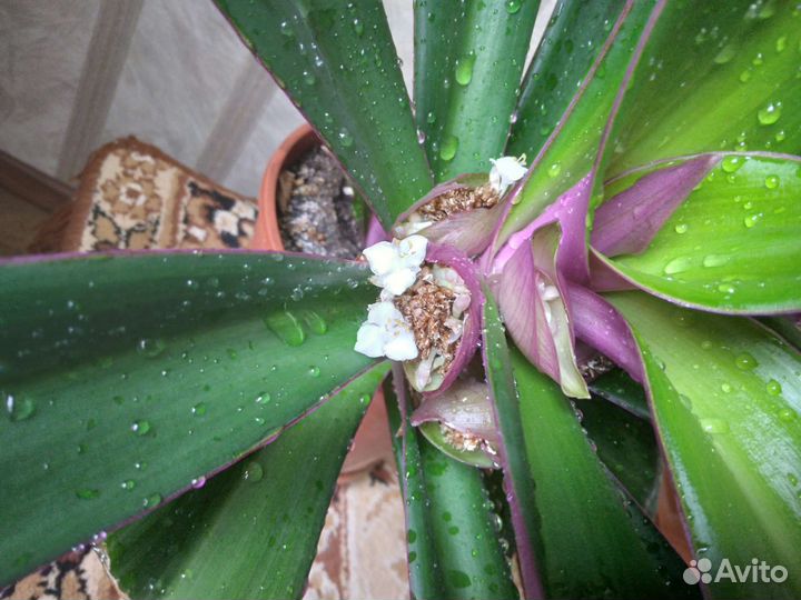 Традесканция