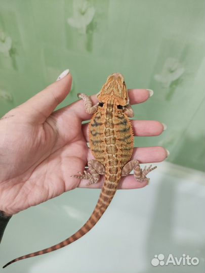 Бородатая агама