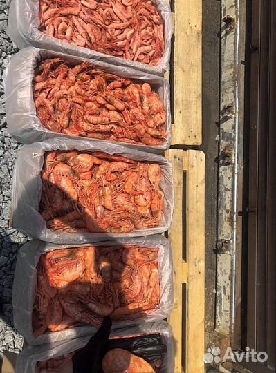 Креветка Северная