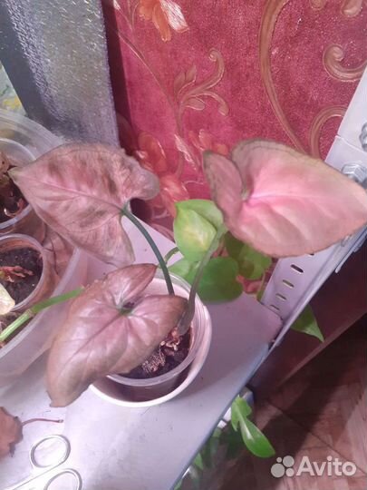 Сингониум sp тайский