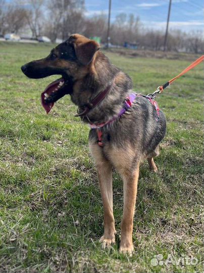 Игривая и добрая собака плачет в приюте