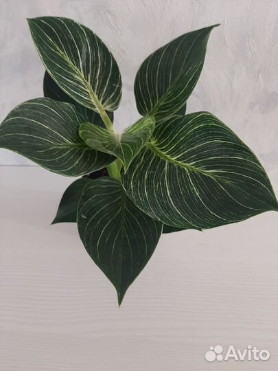 Филодендрон биркин