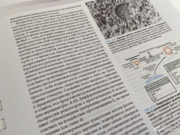 Репродуктивная эндокринология
