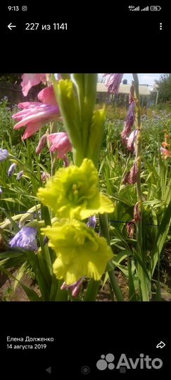 Гладиолусы луковицы